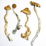 Buy Mazatec Strain Online California.
