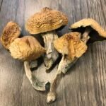 Buy Alacabenzi Cubensis Colorado