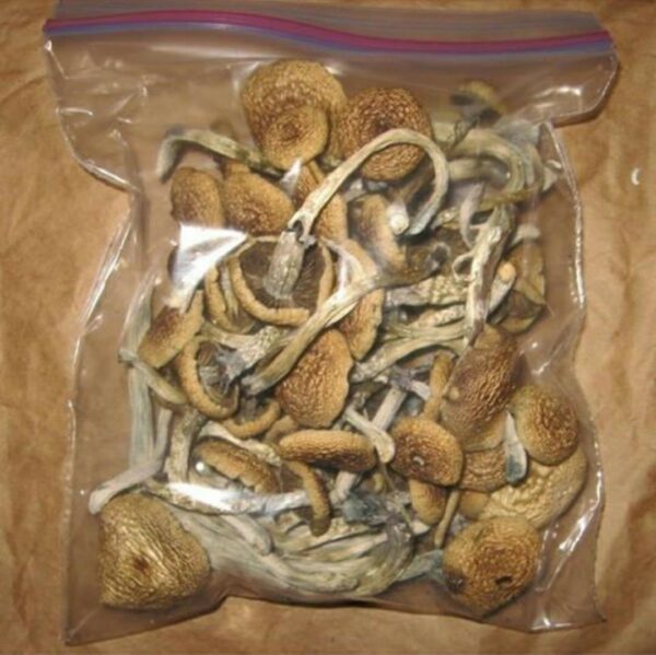Buy Golden Teacher Mushroom Online Colorado