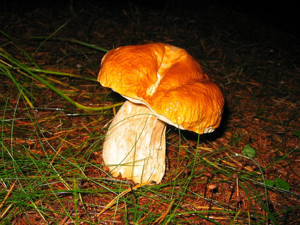 Buy magic mushrooms online.