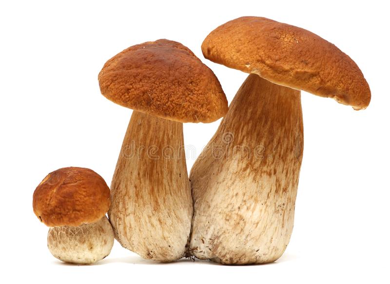 Buy Magic Mushroom (psilocybin) online