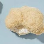 Buy Lion's mane magic mushroom online.