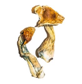 Buy B+ magic mushrooms online