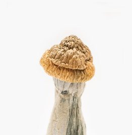 Buy Penis Envy mushrooms online USA