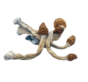 Buy Penis Envy mushrooms online USA,