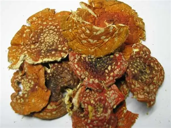Buy Amanita Muscaria Mushroom Online.