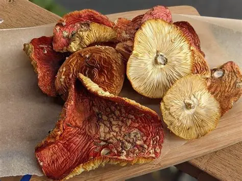 Buy Amanita Muscaria Mushroom Online.