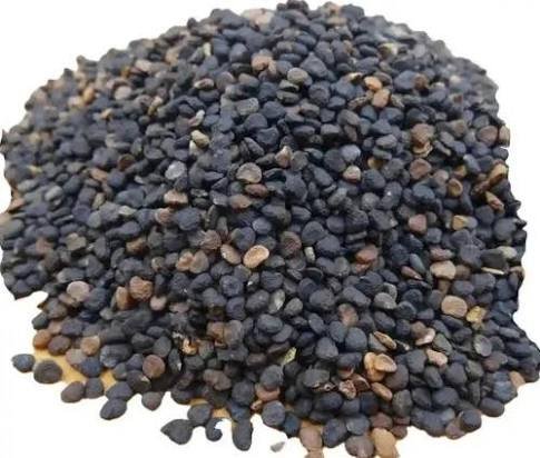 Buy Datura stramonium online